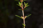 Lowland rotala